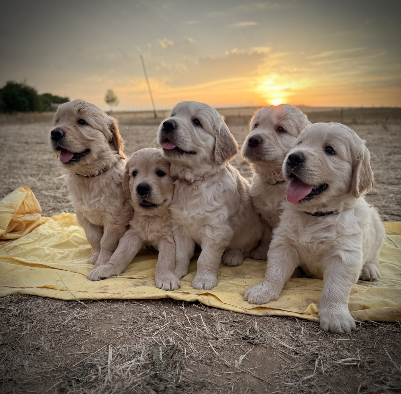 Chiot Golden Retriever De La Forêt Du Masgelier