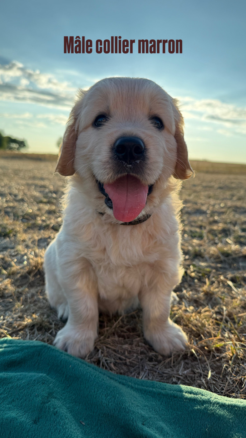 De La Forêt Du Masgelier - Chiots disponibles - Golden Retriever